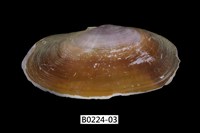 藏品(西施舌(西刀舌))的圖片